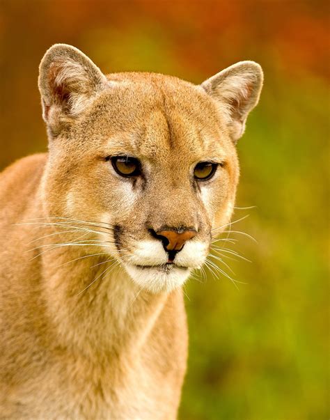 Mountain Lion Face Close Up