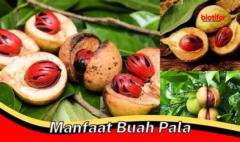 Temukan Rahasia Manfaat Buah Pala Yang Jarang Diketahui Biotifor