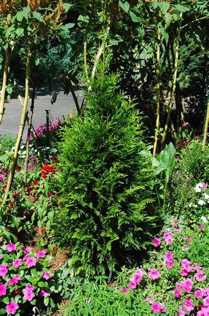 Steeplechase Arborvitae Trees For Sale The Tree Center