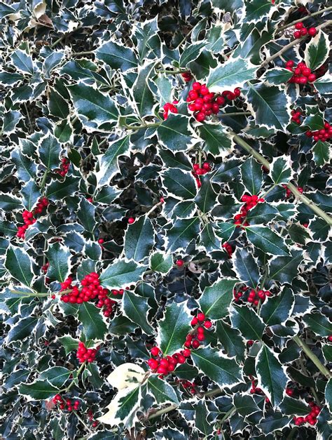 Variegated Holly 12/27/2018 | Trees to plant, Planting flowers, Plants