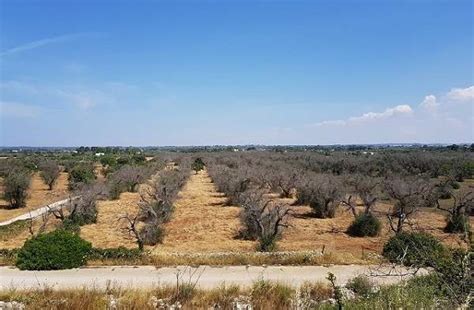 Xylella Copagri Puglia Bene Contenere Diffusione Batterio Olivo E Olio