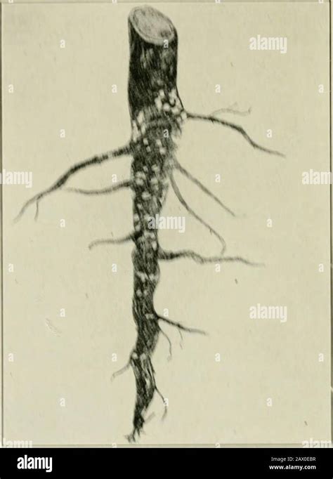 cotton root rot  res stock photography  images alamy