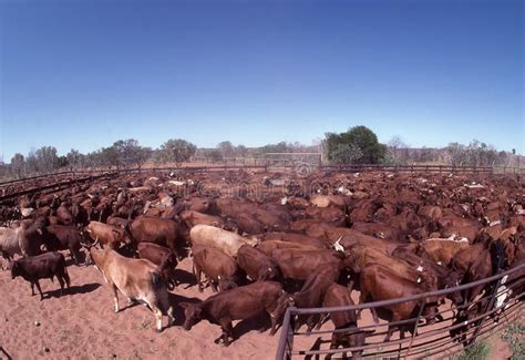 Beef Cattle On A Northern Territory Cattle Station Being Mustered Stock