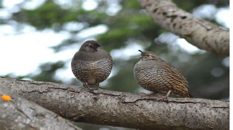 Japanese Quail Farming