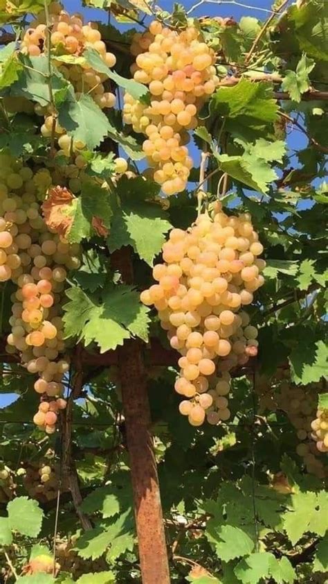 İpek Tanverdi adlı kullanıcının TURKEY FRUITS VEGETABLES panosundaki