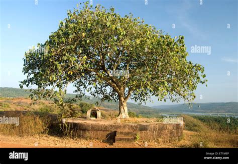 Hindu Temple Below Banian Banyan Tree Anjarle Village Dapoli