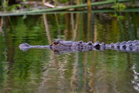 Bob's Photos: Wakulla Springs in October