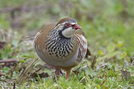 Redlegged Partridge Alectoris Rufa Adult Walking Editorial Stock Photo