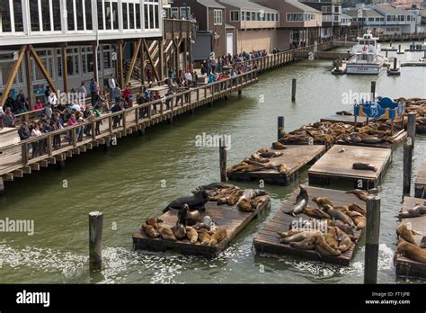 Wild Sea Lions being viewed by people at Pier 39 near Fisherman's Wharf ...