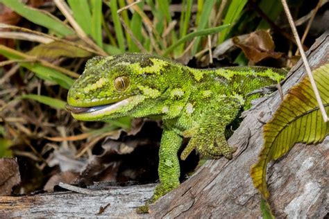 Top 10 Jewelled Gecko Facts - A Beautifully Green Gecko #gecko #geckos ...