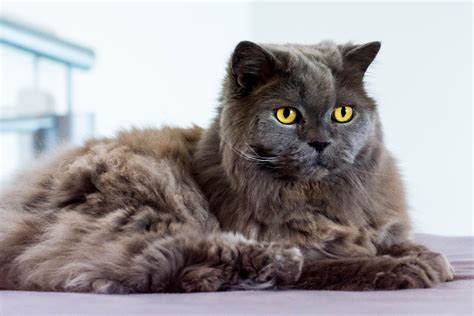 10 Unique Bobtail Cat Breeds