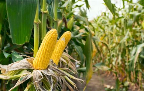 Premium Photo | Corn field in sunset