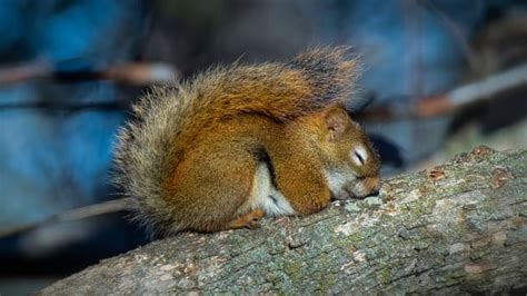 Do Squirrels Sleep At Night Squirrelcontrol Ca