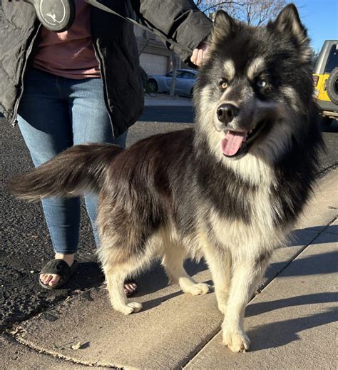 Forrest Adoption Pending Az Husky Rescue