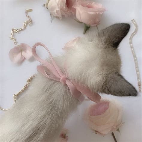 Pretty Cats Cute Cats Pretty In Pink Princess Aesthetic Pink