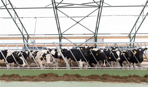 How To Start Dairy Farming In Odisha Business Plan Breeds Setup Cost Profit And Requirements