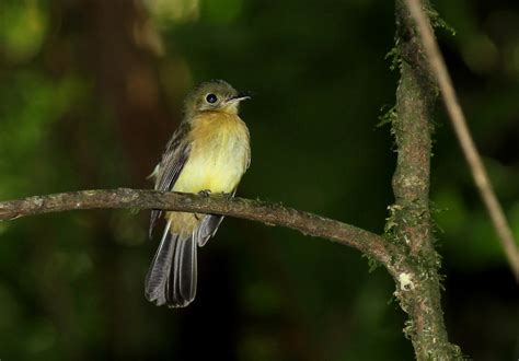 Foto Assanhadinho Myiobius Barbatus Por Andreas Oberhuber Wiki Aves