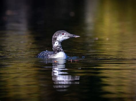 Loon Nesting (Behavior, Eggs, Location) | Birdfact