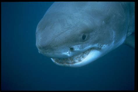 Devil's Teeth & Mysterious Sharks of Sharktober | San Rafael, CA Patch