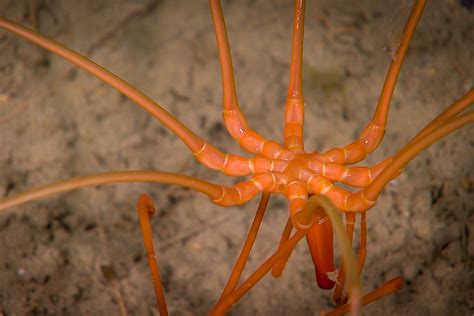 Giant Deep Sea Spider Spotted Crawling On Ocean Floor Near Antarctica