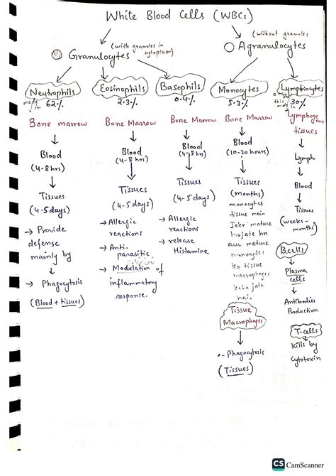 SOLUTION: White blood cells and types - Studypool