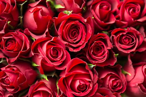 Valentines Day Red Roses Close Up Free Stock Photo Picjumbo