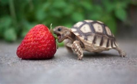 These Photos of Animals Eating Food Will Brighten Your Day