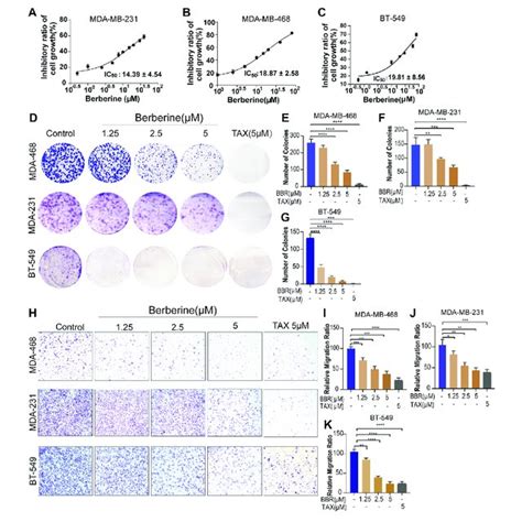 Berberine Inhibits The Proliferation And Migration Of Tnbc Cells