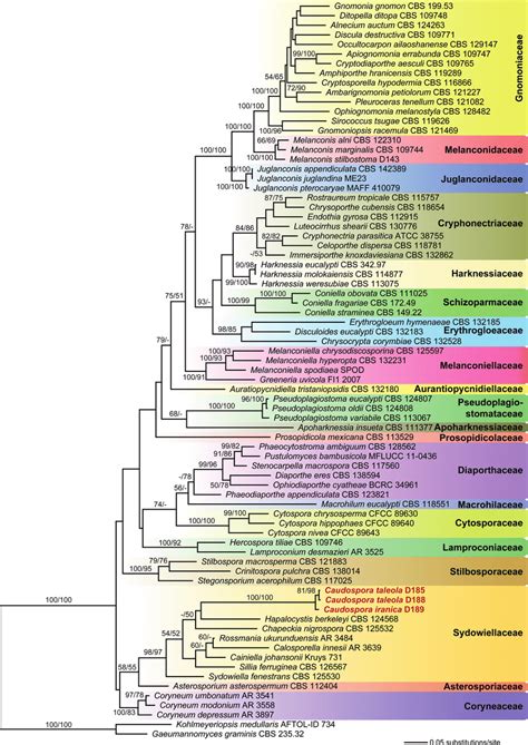 Phylogram Of The Best Maximum Likelihood Tree LnL 48924 555