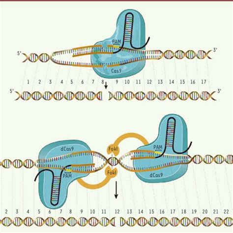 Modifications de l expression d un gène par le système CRISPR Cas9 Le