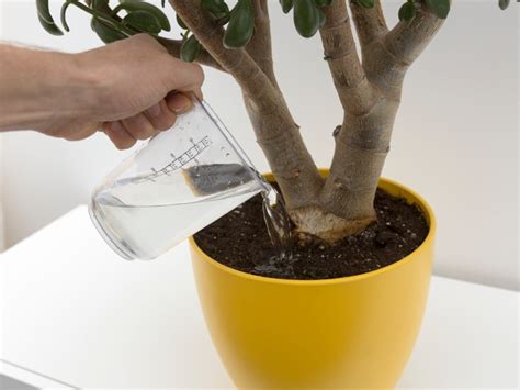 Leaching Houseplants - Information On Leaching Salt From Soil ...