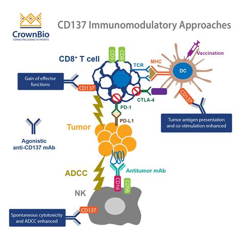 Cd An Important Target In T Cell Co Stimulation