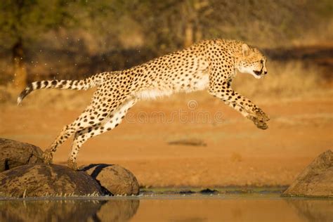 246 Cheetah Jumping Stock Photos - Free & Royalty-Free Stock Photos ...