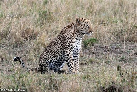 Wildlife Photos The Hungry Leopard