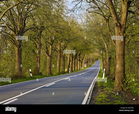 Tree Lined Road On Rügen Island Germany Stock Photo Alamy