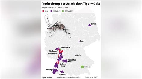 Tigermücke in Berlin Fälle von Dengue Fieber auf neuem Höchststand