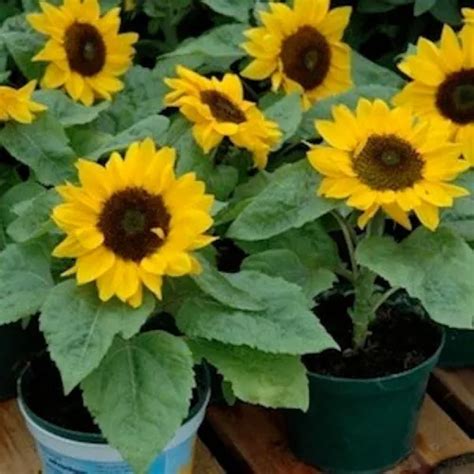 Girassol Anão De Jardim - Girassol Anão De Jardim Semente Flor Para Plantios | MercadoLivre