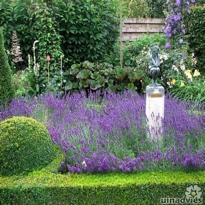 Lavendel Combineren Met Andere Planten Pvf Agbc