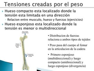 Tejido Seo Y Osificaci N Ppt