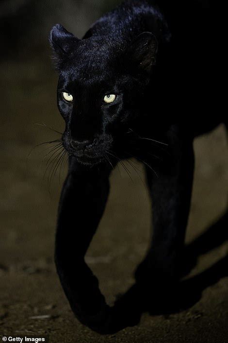 Extremely Rare Black Leopard Becomes The Ever To Be Photographed In