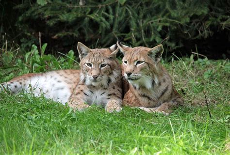 Luchs Jungtiere Ausruhen Kostenloses Foto Auf Pixabay