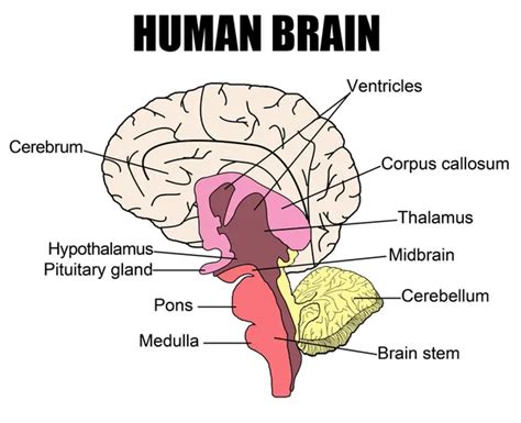 Brain Diagram Thalamus