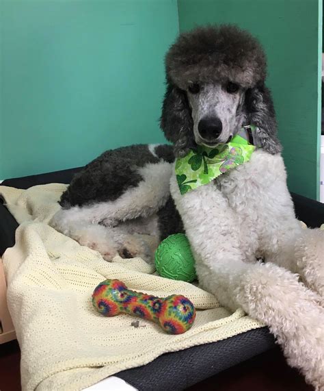 Saving Dogs and Cats of Laurens County - Dublin, Ga - ♦️ UPDATE: THE