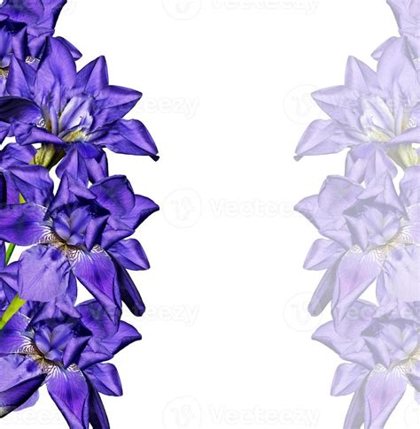 Blue iris flower 9890060 Stock Photo at Vecteezy