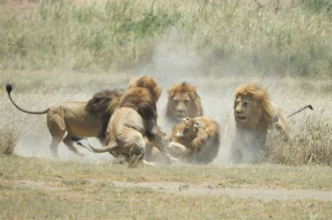 Lion Pride Takeover In The Serengeti Smithsonian Photo Contest