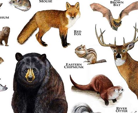 Land Mammals Of Louisiana Poster Print Louisiana Mammals Etsy