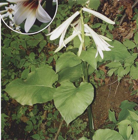 大百合 秦巴野生植物 图片