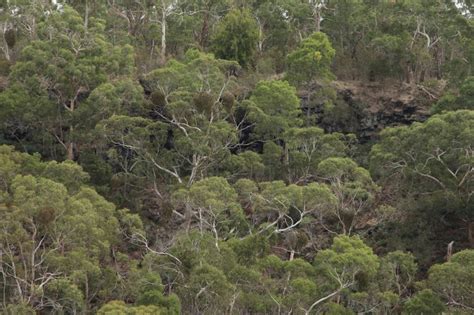 Government incompetence on the environment – EPBC update – AUSTRALIAN ...