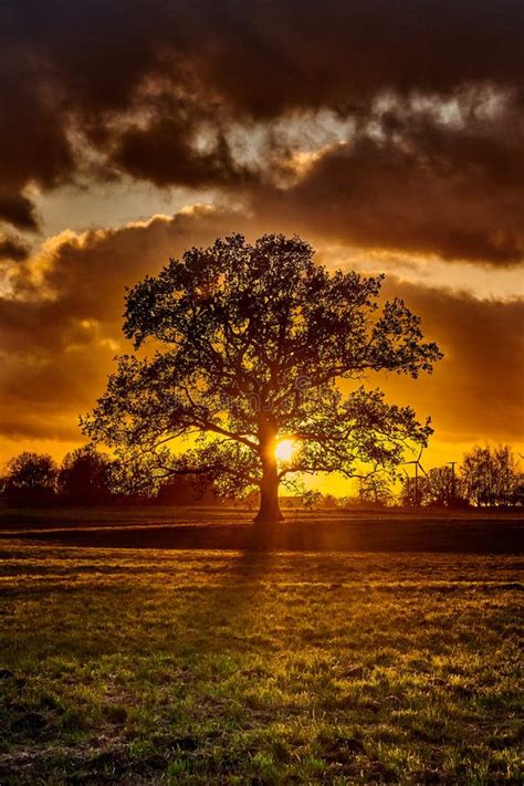 Oak Tree Silhouette Alone on Meadow in Sunset Stock Image - Image of ...