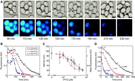 Degradation Of Tagged GFP In Yeast Cells A A Series Of Images In